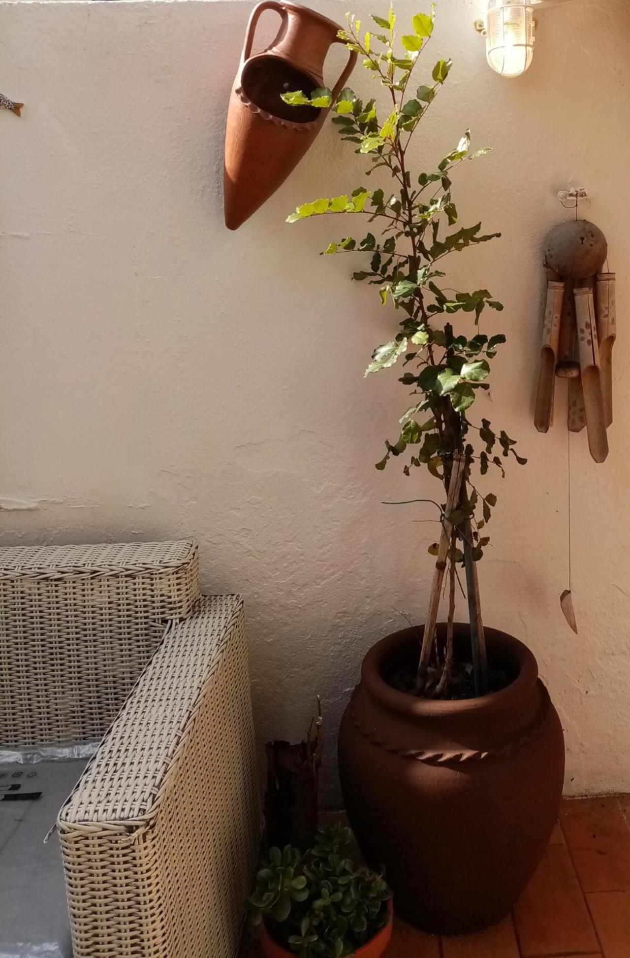 Casa Rustica - Courtyard House * Olhão