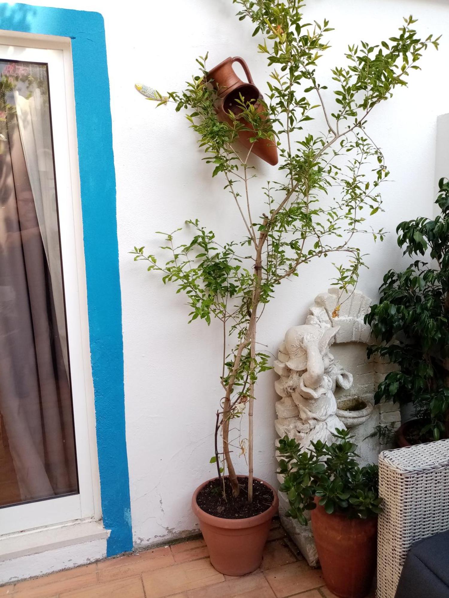 Holiday home Casa Rustica - Courtyard House Olhao